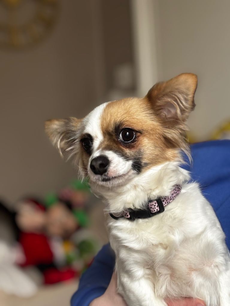 cross pomeranian Chihuahua