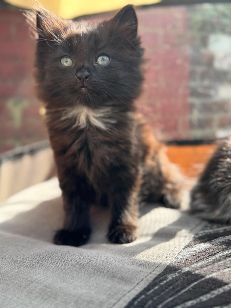 Fluffy kittens 