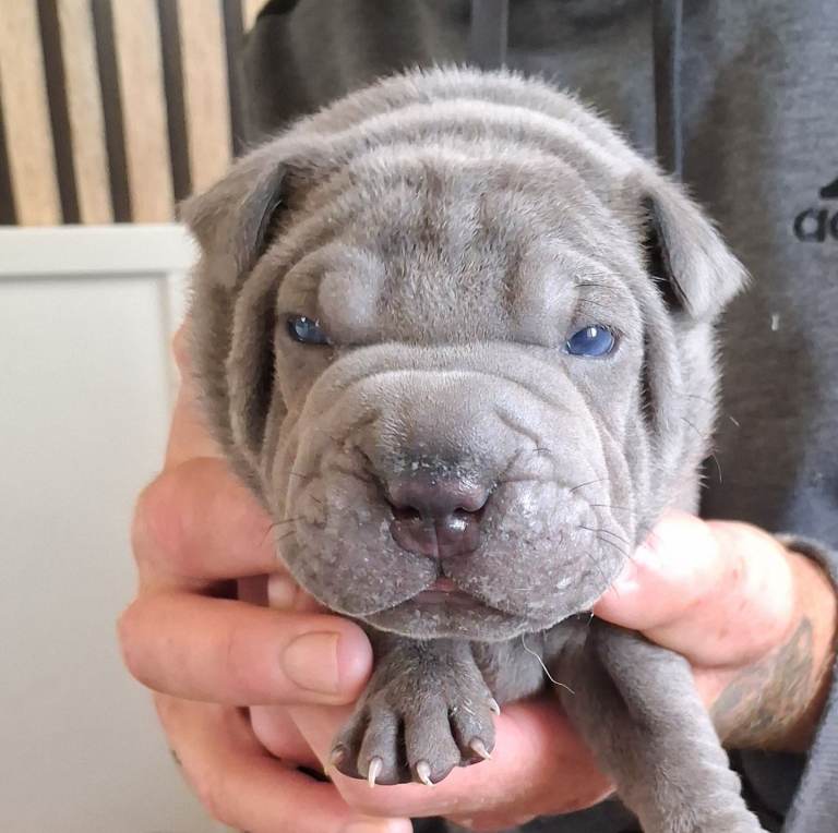Staffy x sharpei 