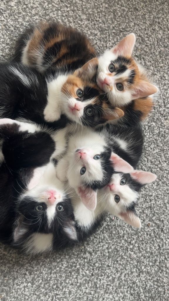 Kitten for sale 