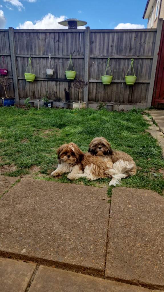 Last 2 male puppies for sale 