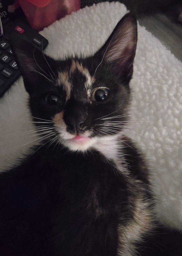 Female kitten for sale