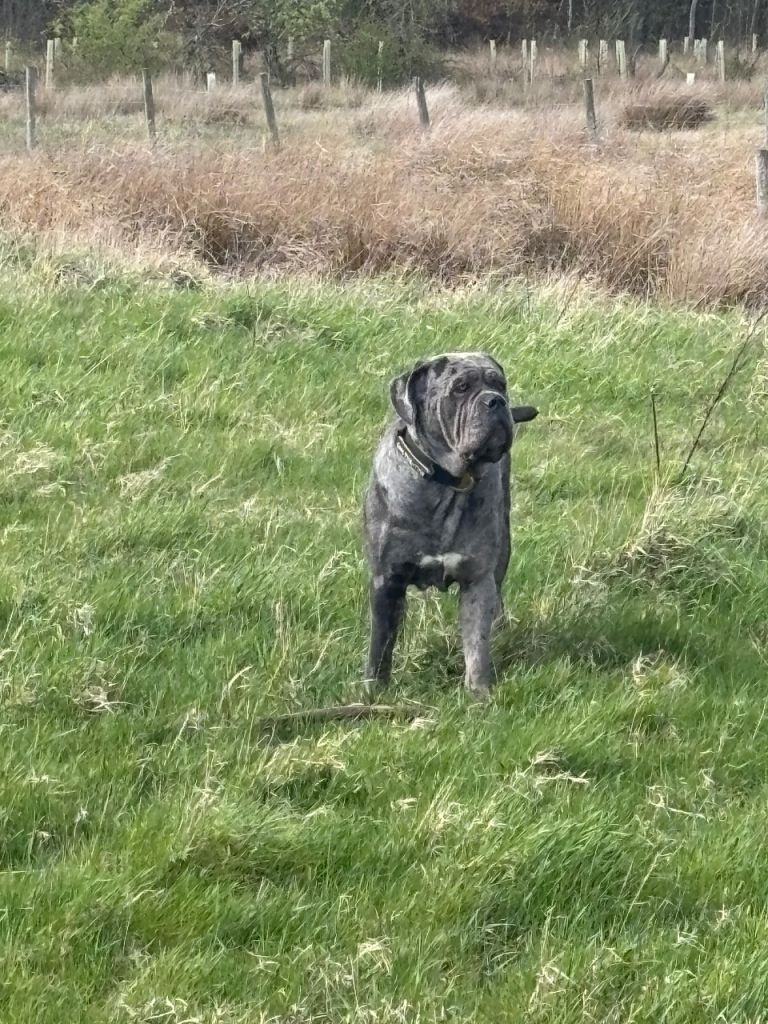 #READY TO LEAVE #American bulldog x Corso puppies 