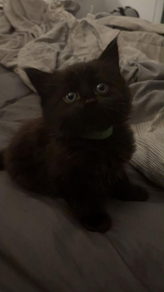 2 Lovely Black fluffy kittens for sale