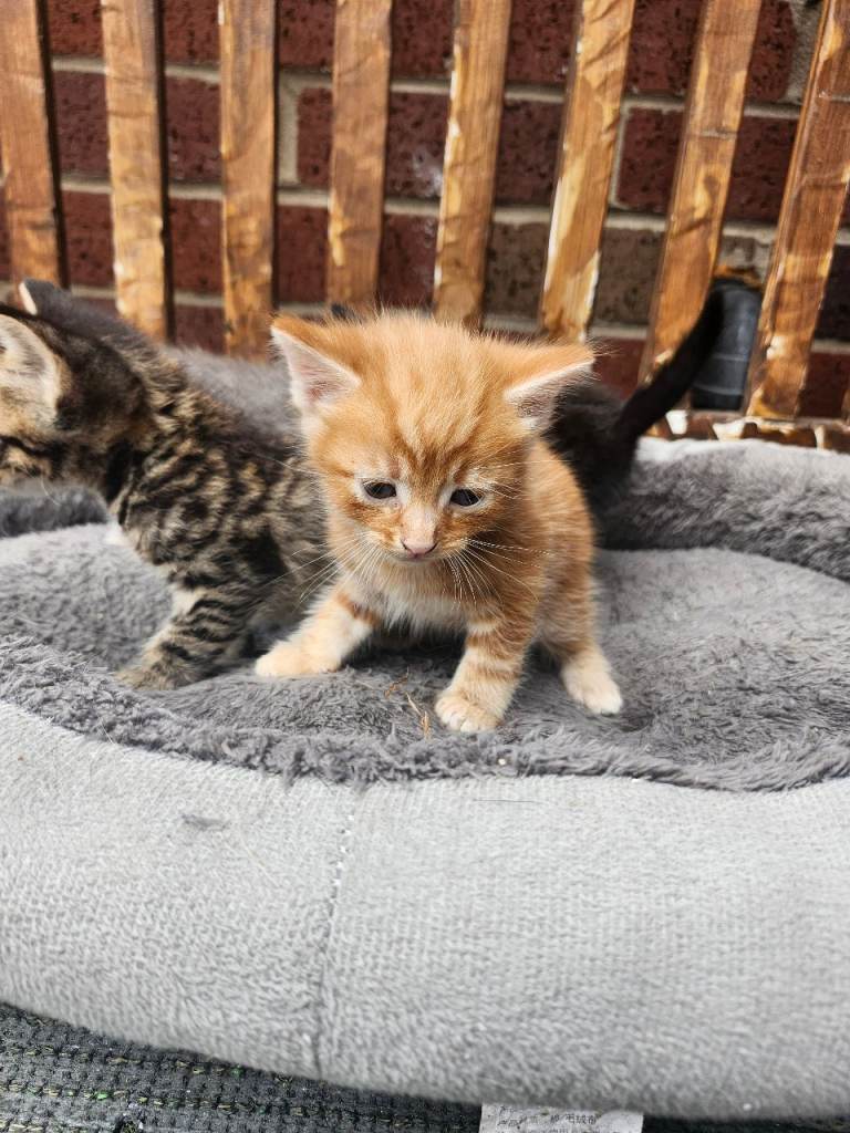 Kittens 