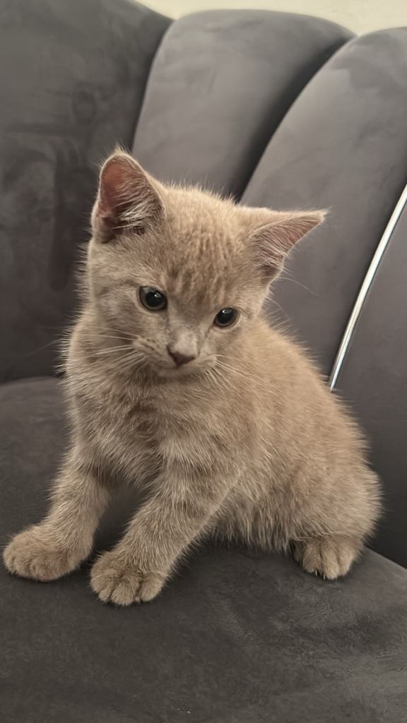 British shorthair Kitten Lilac - PRICE REDUCED -