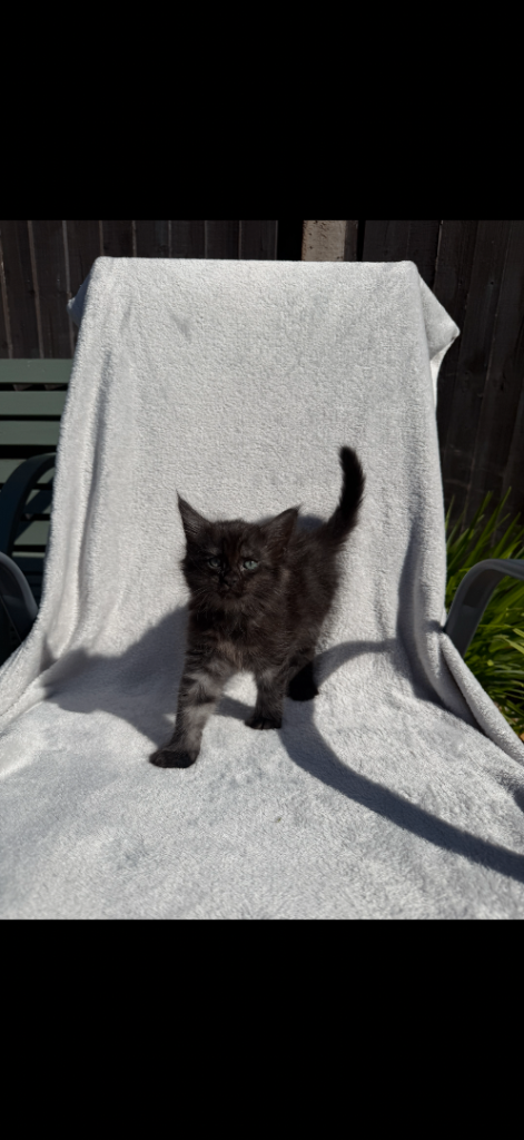 Last 2 Maine Coons Kittens available ready to leave 1st July