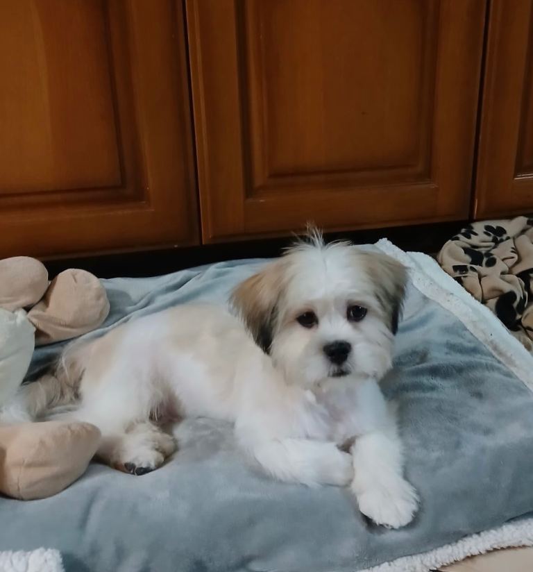 Shih Tzu