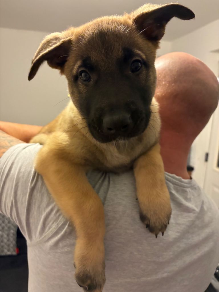 Ready now -Belgium Malinois x Dutch Herder Puppy 