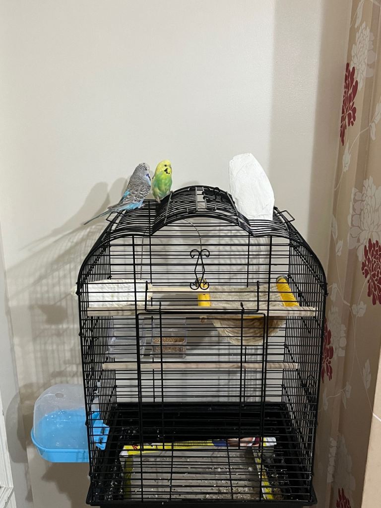 Bird cage &