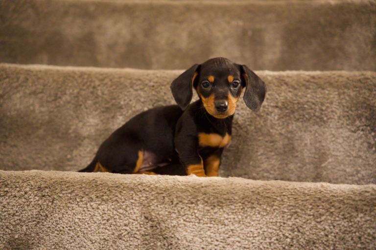 Beautiful pure bred dachshunds 