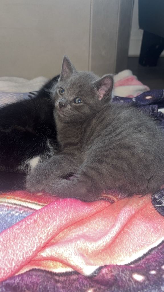 Kittens available 