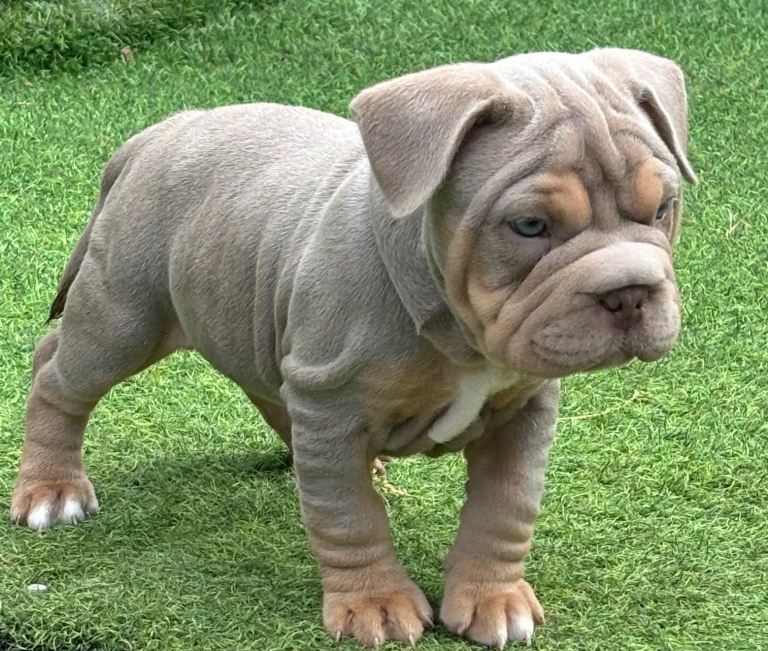 French bulldog X Pocket bully puppies for sale  READY NOW!!