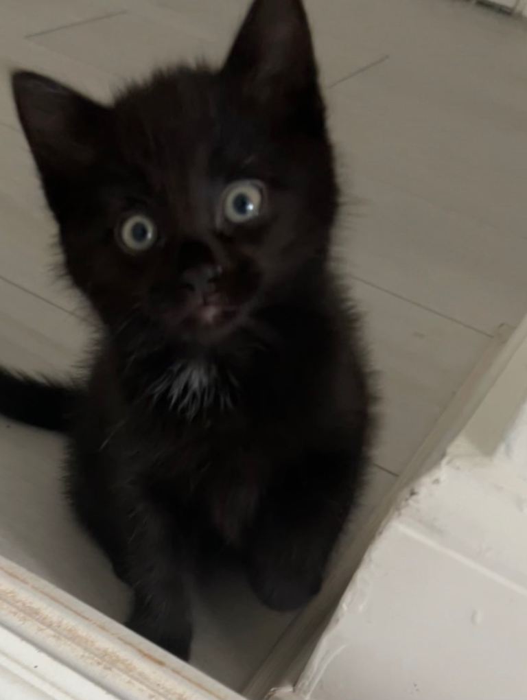 Beautiful Black Ragdoll mix kitten and mum 