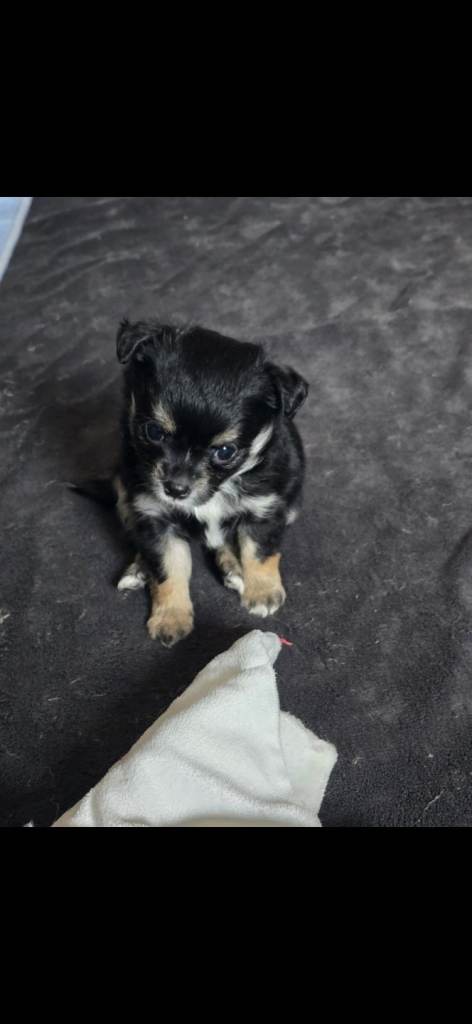 Beautiful Applehead Chihuhuas