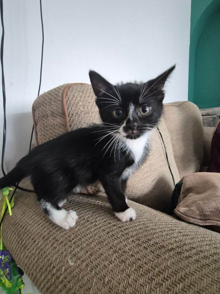 Kittens 