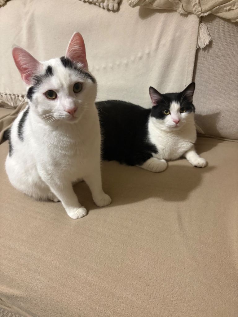 2 cats