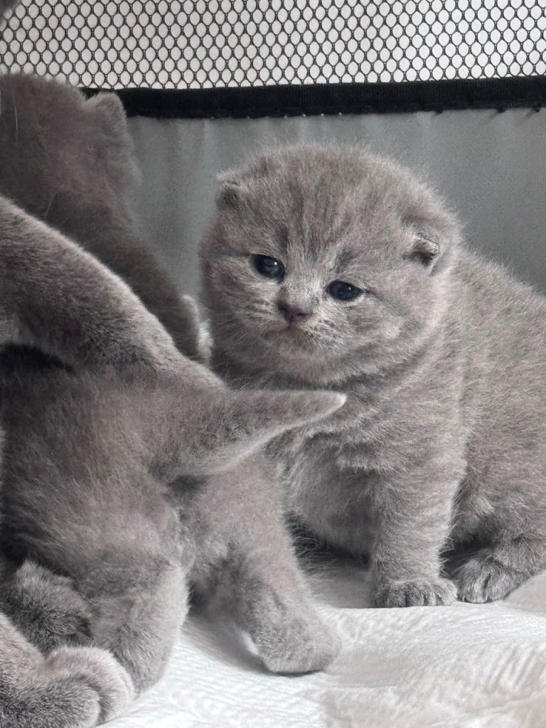 British short hair kittens 