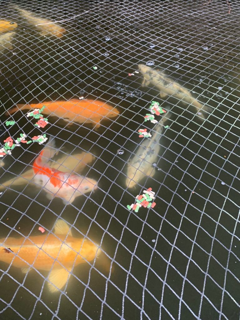 Koi for sale Keynsham 