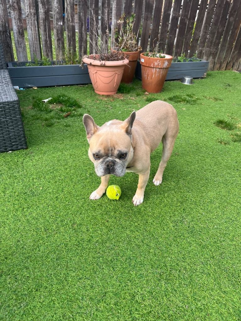 French Bulldog