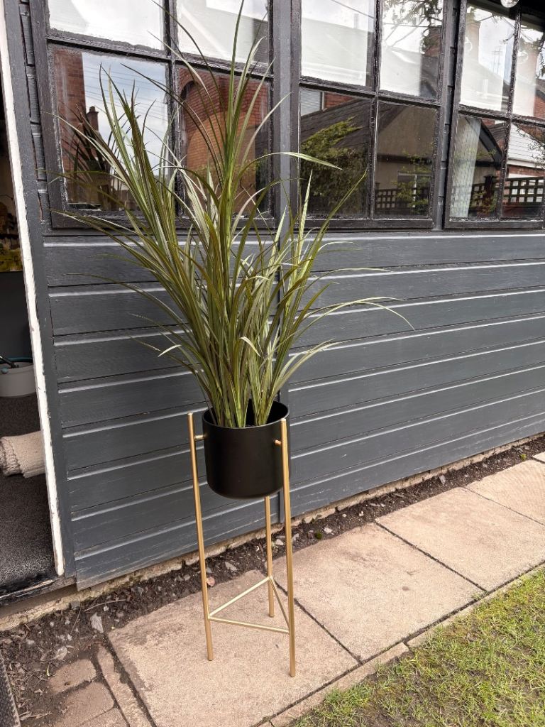 Stunning green plant in black planter 