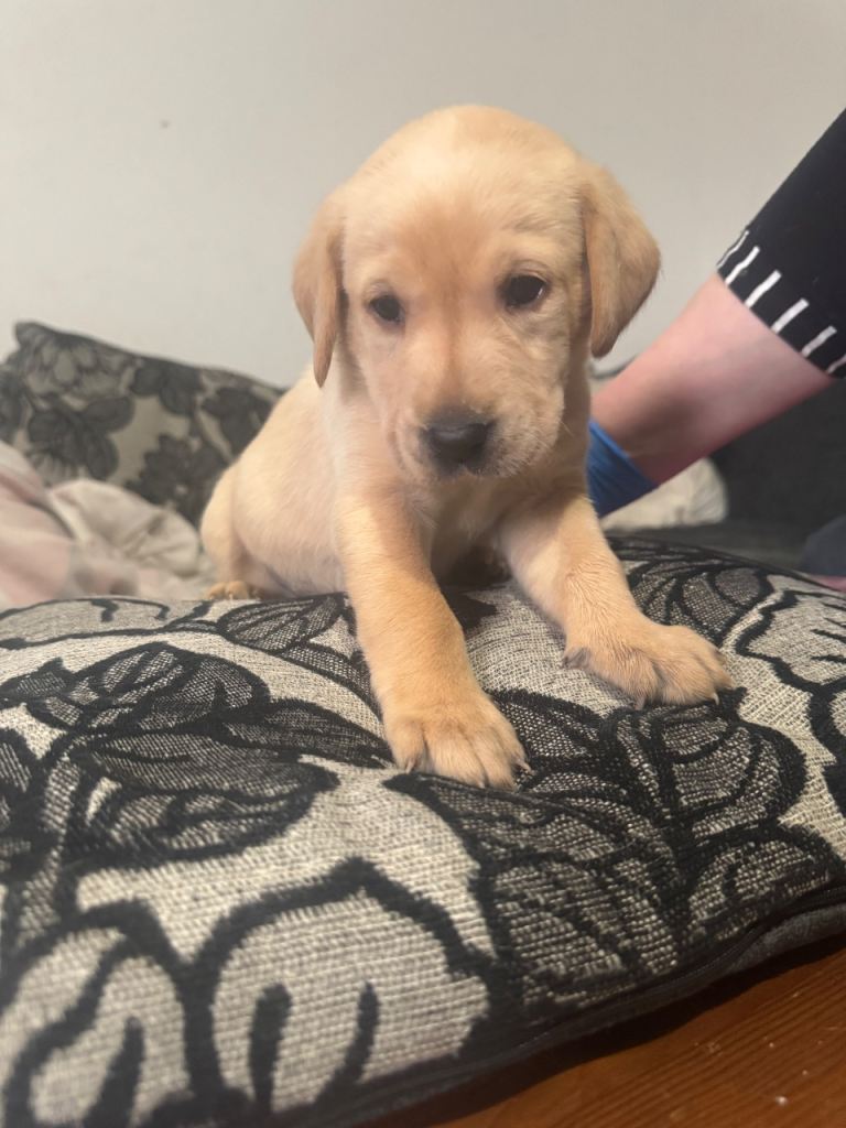 3 golden Labrador puppies 