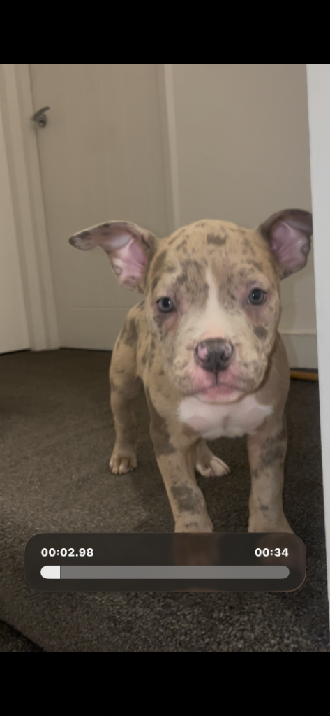 Pocket bully puppies ABKC registered - not banned breed 