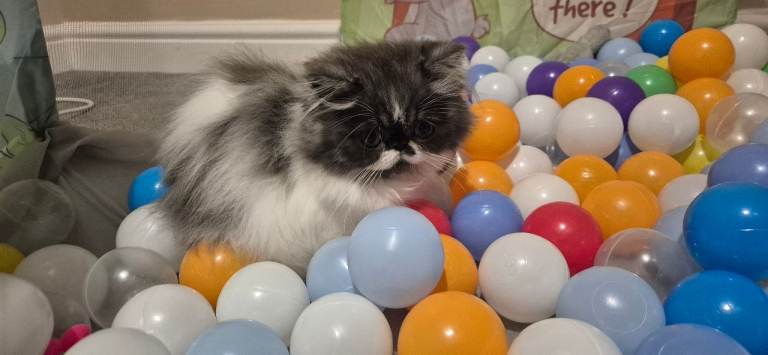 Beautiful & Loving Persian Kittens Looking for Forever Homes