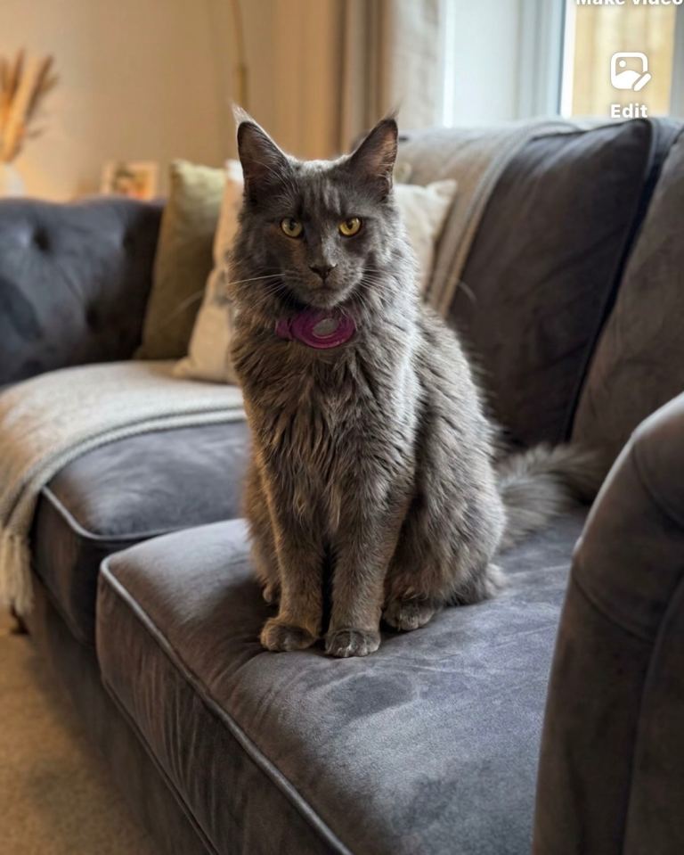 TICA registered MaineCoon female 