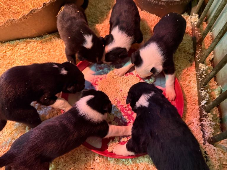 Border collie puppies 