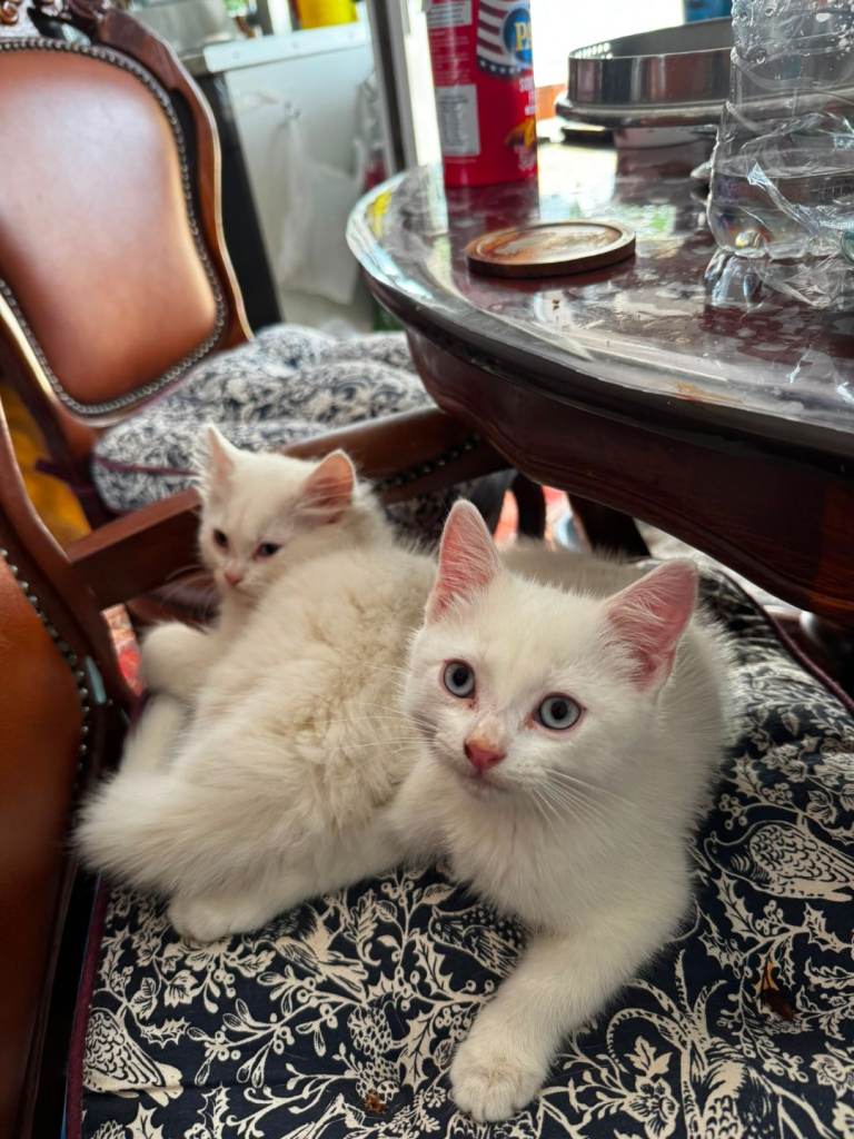 2 white kittens - a boy and a girl 