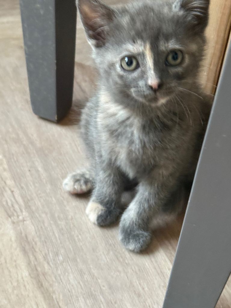 Kitten