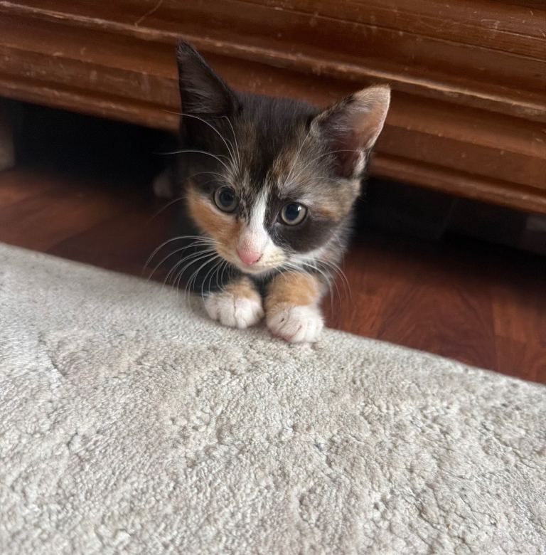 Adorable Ginger and black calico 