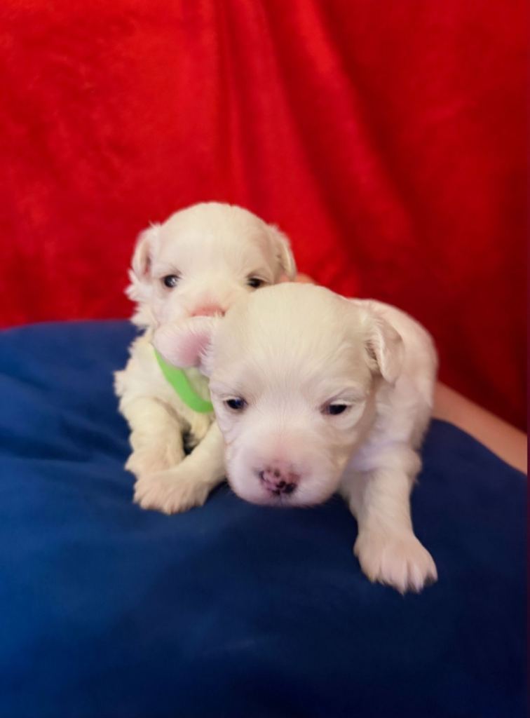 Bichone Maltese Puppies 