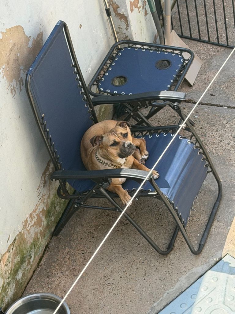 Staffy puppy’s 
