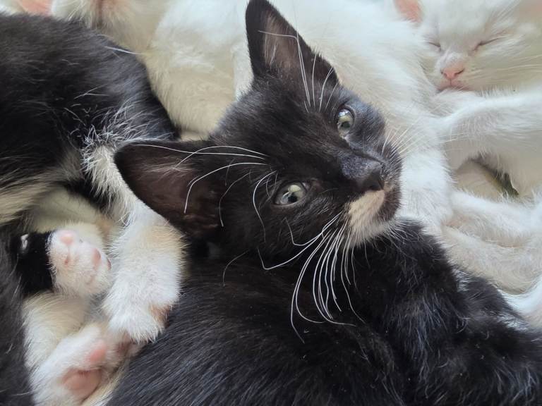 Kittens for sale ready now