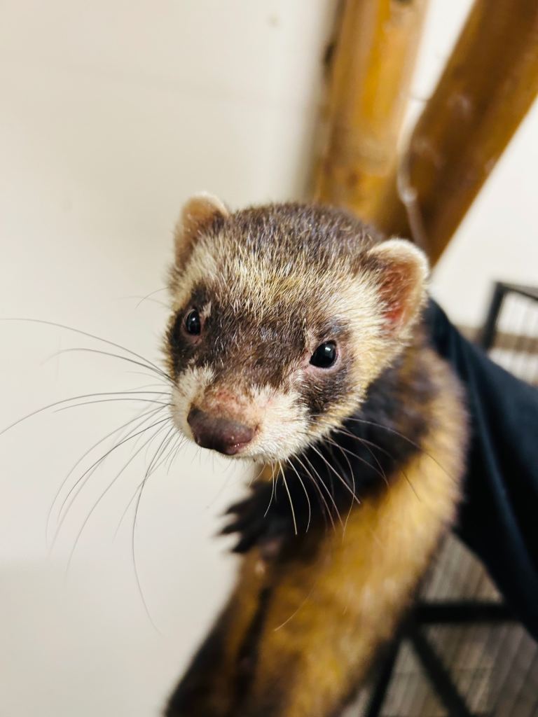 Friendly Male Ferret Looking for a New Home