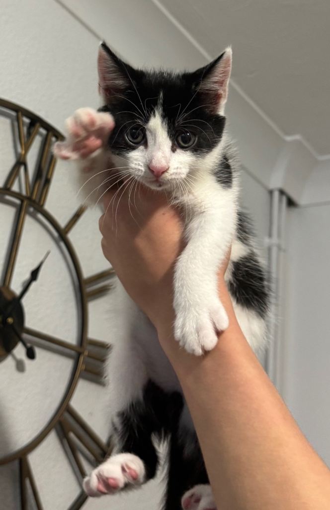 Kittens 