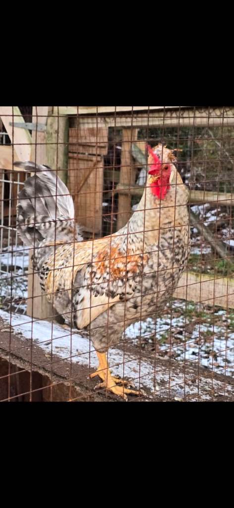Cockerels Cream Legbar and Lavender Bantams 