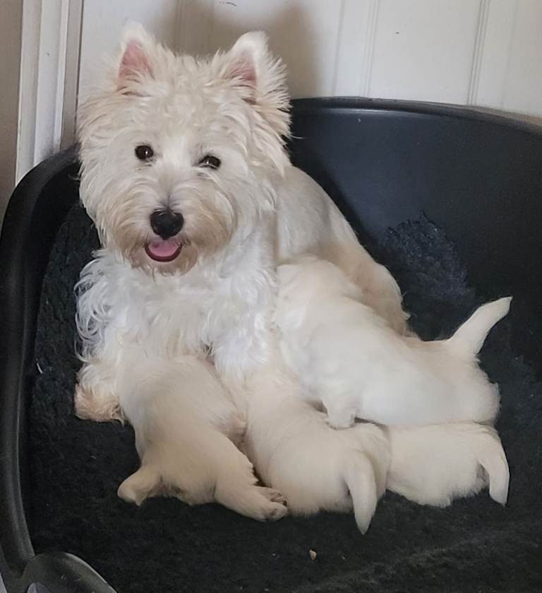 KC reg Westie puppies 