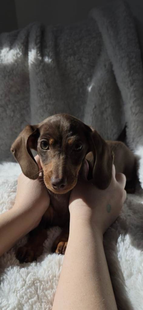 Miniature Dachshund puppy