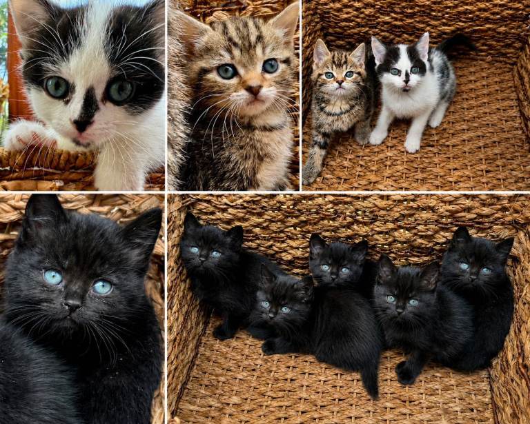 British Shorthair kittens