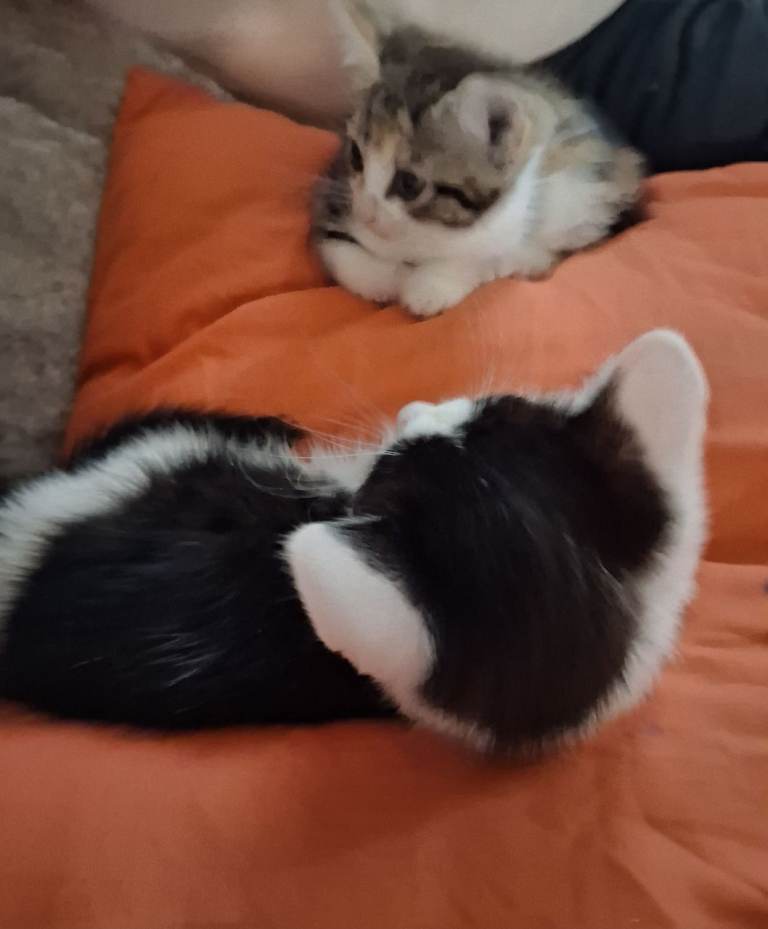  9 week old black and white male kitten 