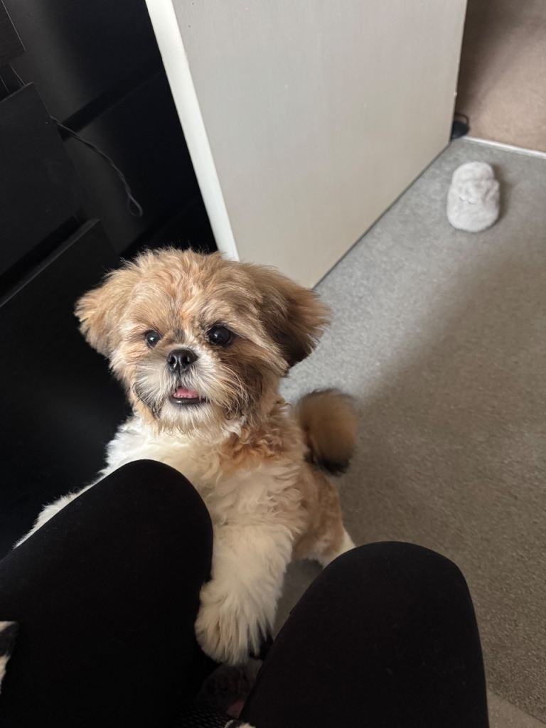 Shih tzu 5 months old to Sadly re-home 