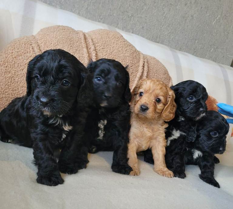 Toy F1 CAVAPOO puppies ready to go home