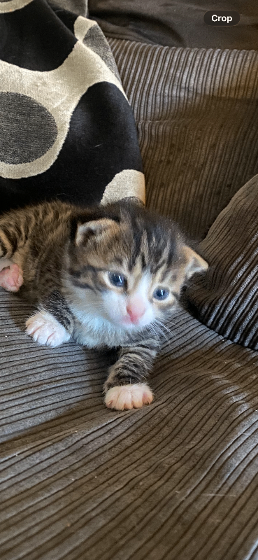 Bengal kittens