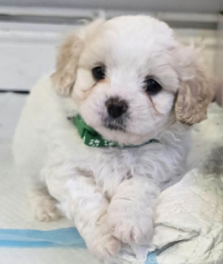 Beautiful shichon cross cavachon puppies