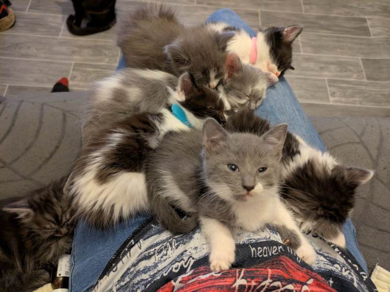 Long and short haired kittens for sale
