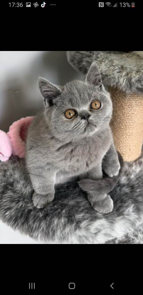 British shorthair 