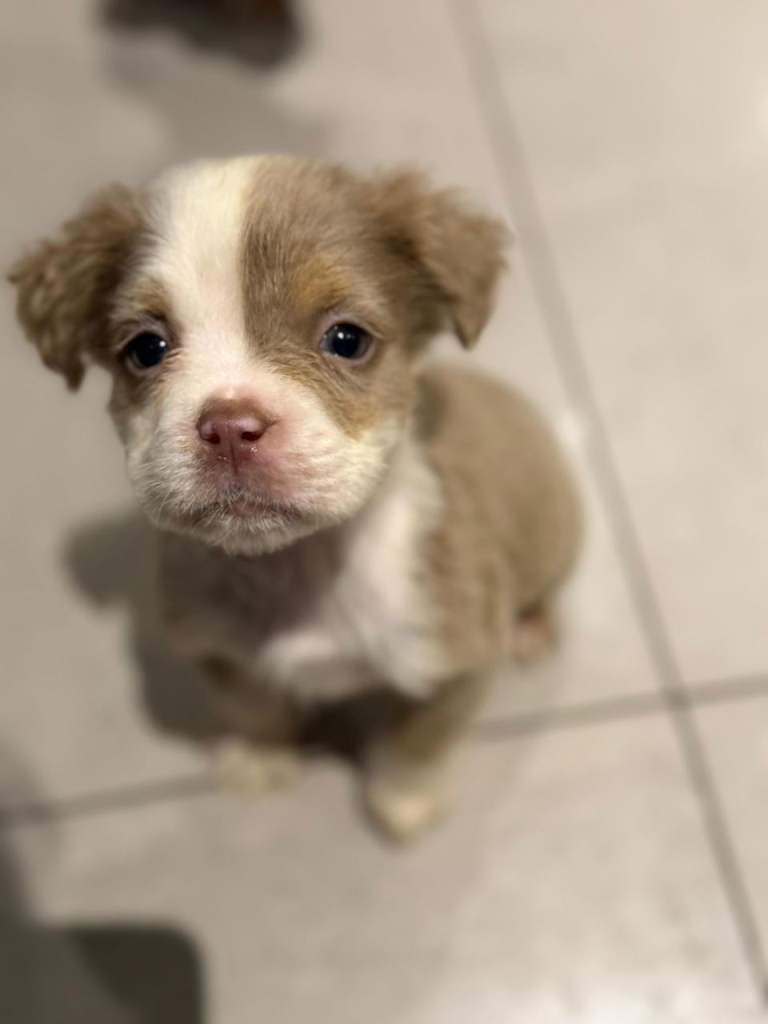 olde English bulldog  chocolate fluffy LAST Girl -- READY 